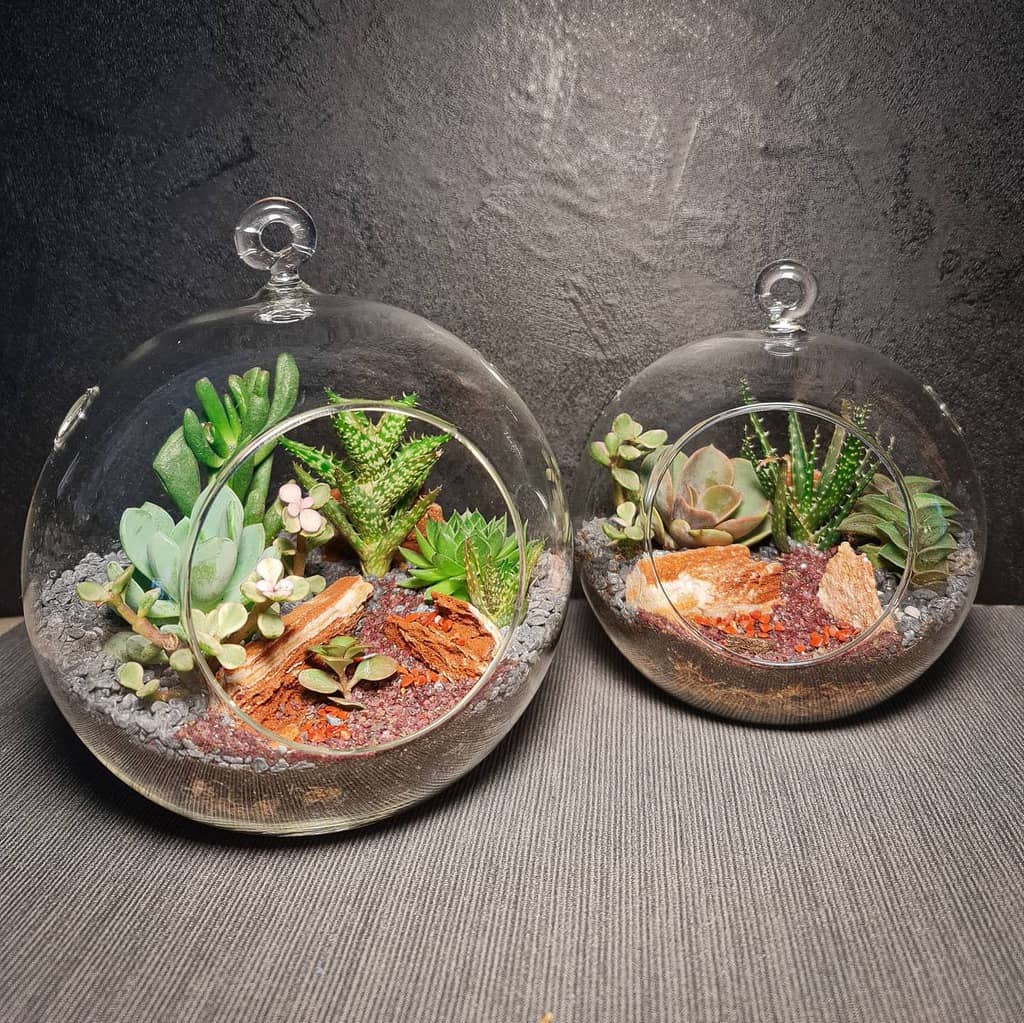 Terrarium Succulent Garden Ideas Minitropika