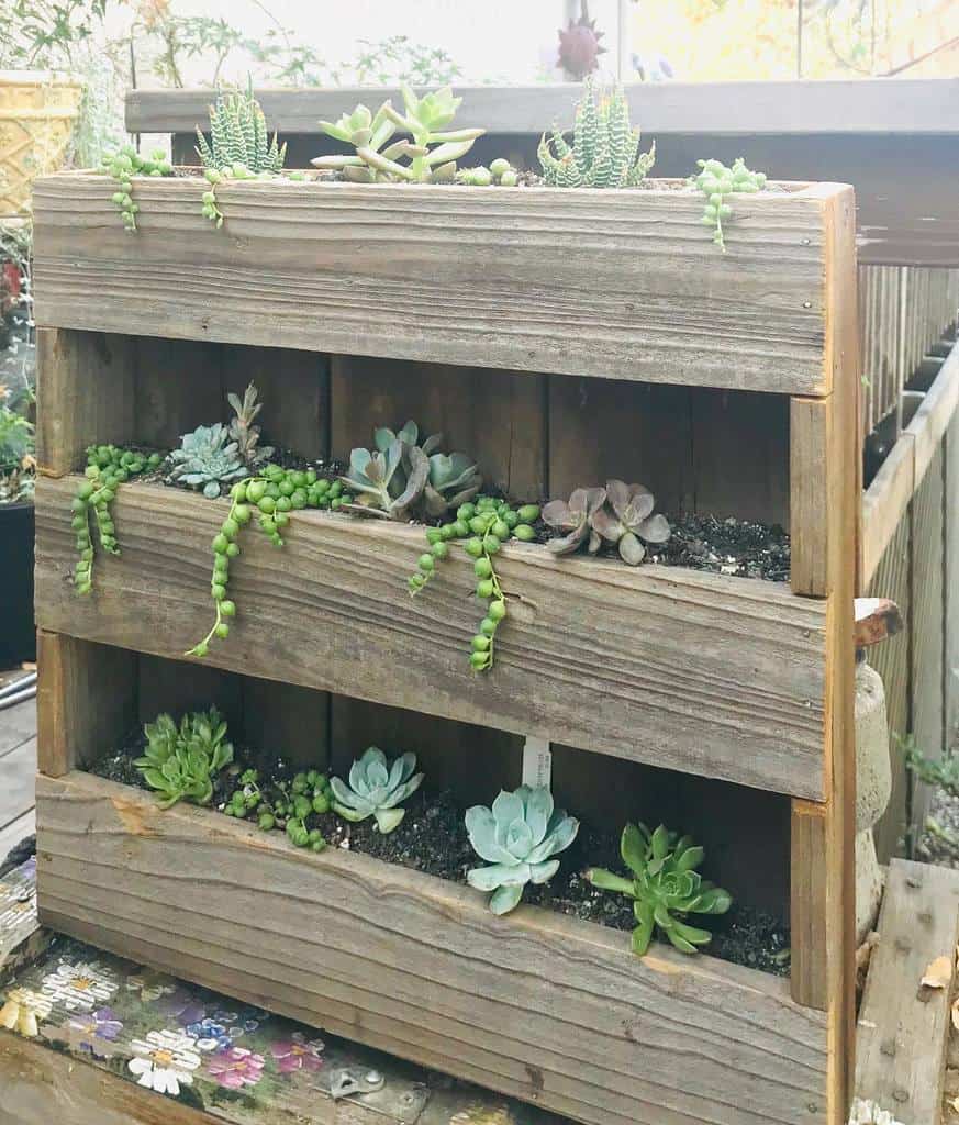 Vertical Succulent Garden Ideas Anitadarling