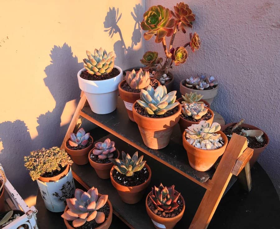 Vertical Succulent Garden Ideas Cococats