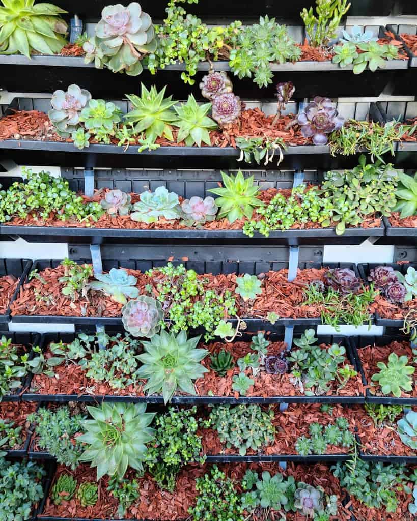 Vertical Succulent Garden Ideas Finaleefloralcakes