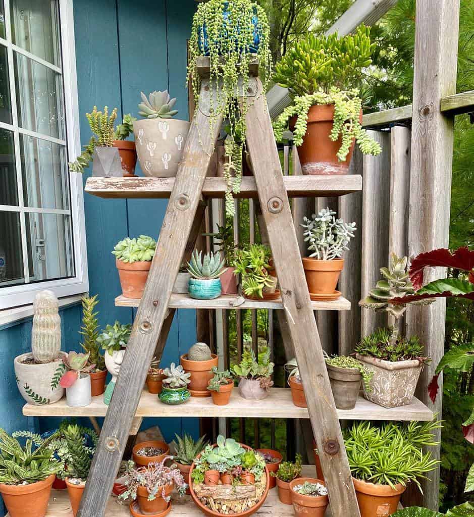 Vertical Succulent Garden Ideas Succulentsuz