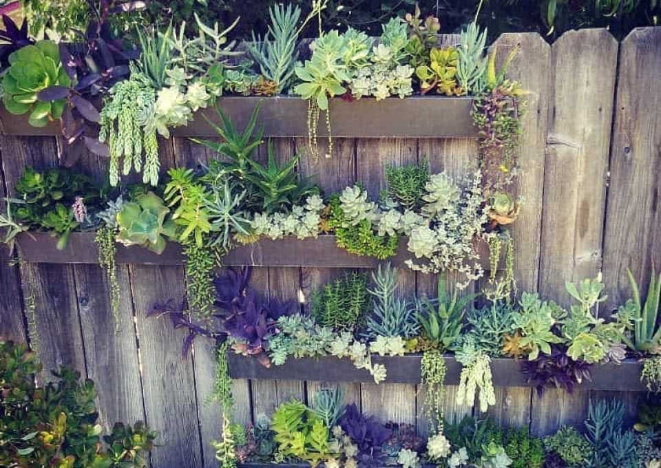 Wall Succulent Garden Ideas Homestead Withmrsphish