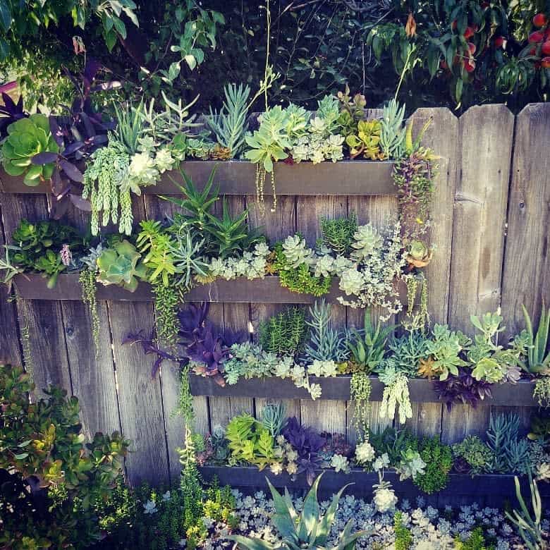 Wall Succulent Garden Ideas Homestead Withmrsphish