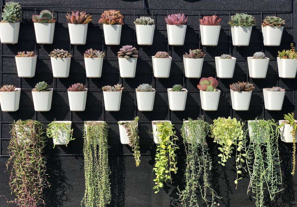 Wall Succulent Garden Ideas Howzitgrowin