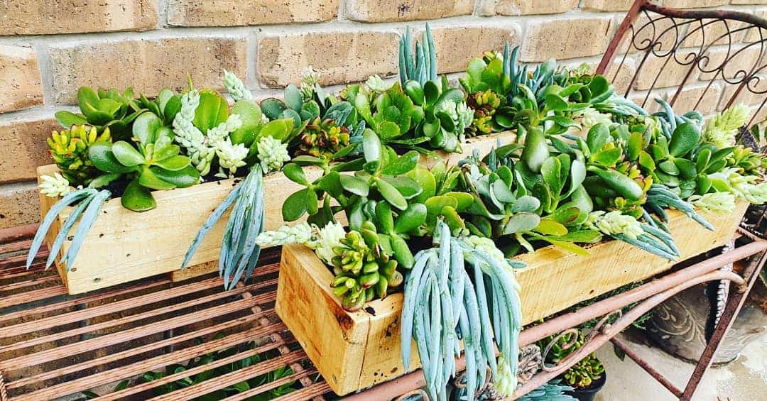 Four wooden boxes filled with succulents on a bench.