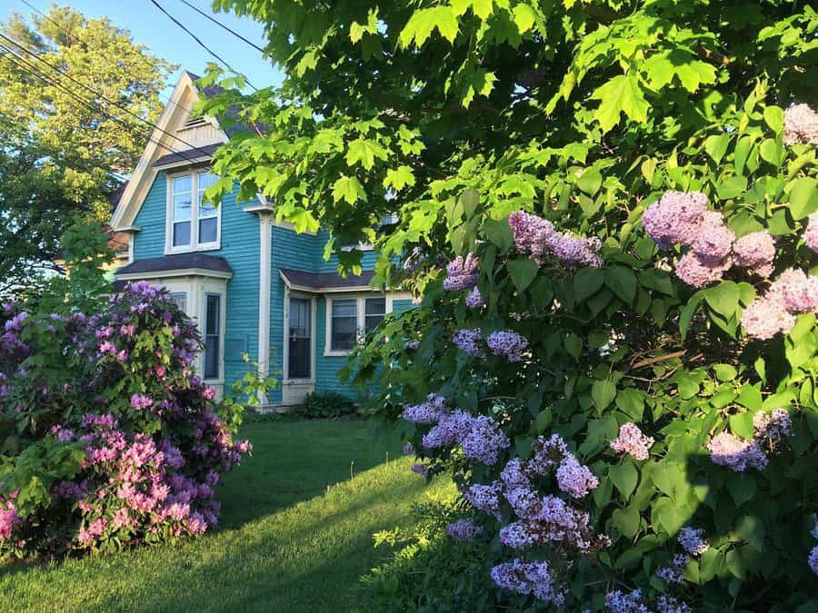 Grass Simple Landscaping Ideas Blondie