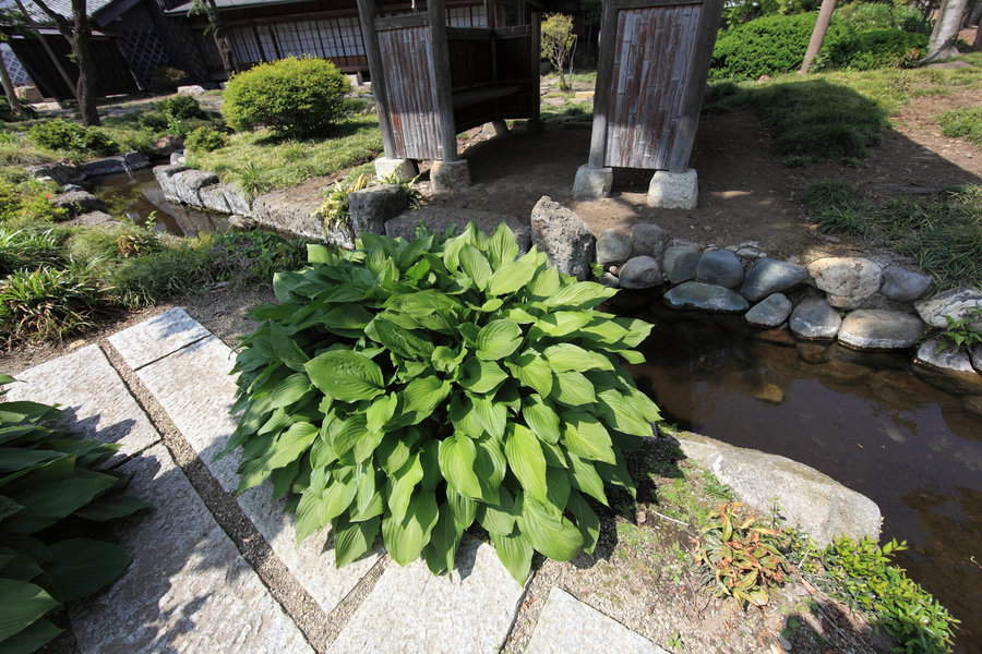 Japanese Style Garden Backyard Pond Ideas