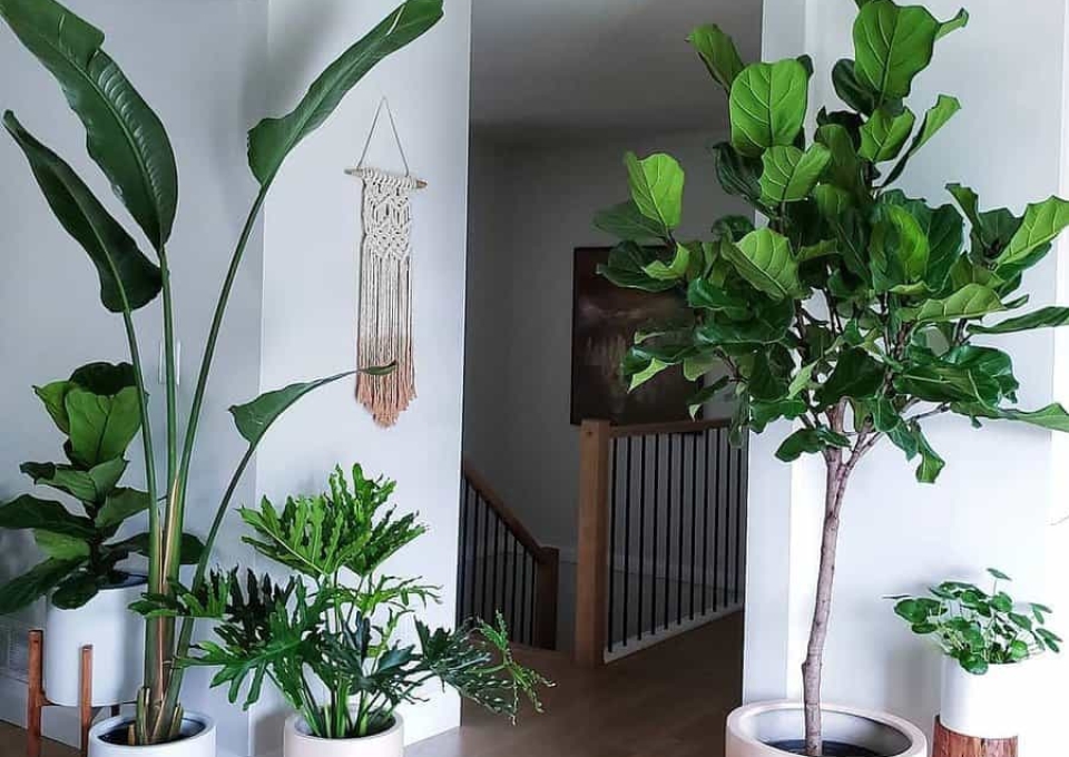 Large Planter Ideas Plantgirls