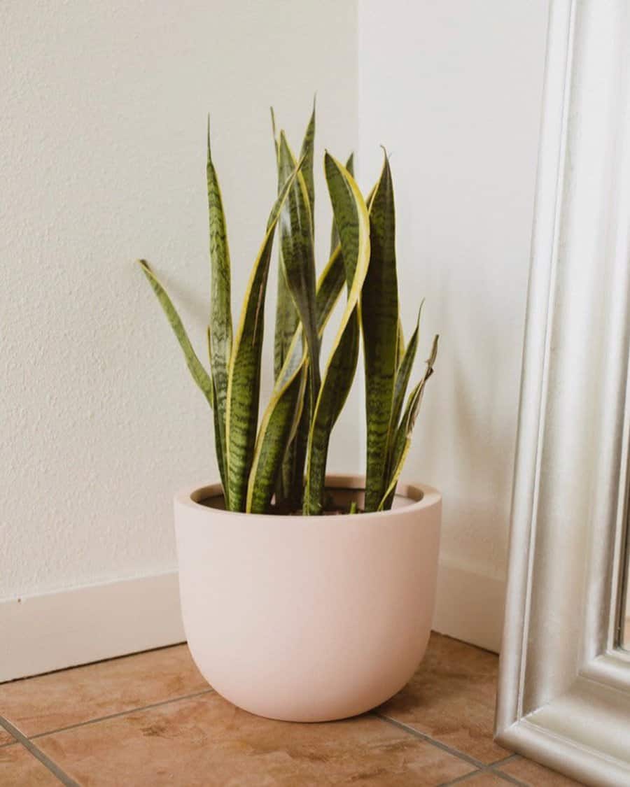 Large Planter Ideas Leftonolive