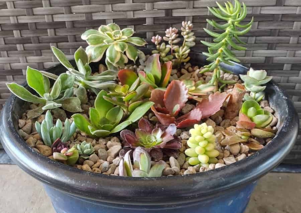 Large Planter Ideas Succulentchronicles