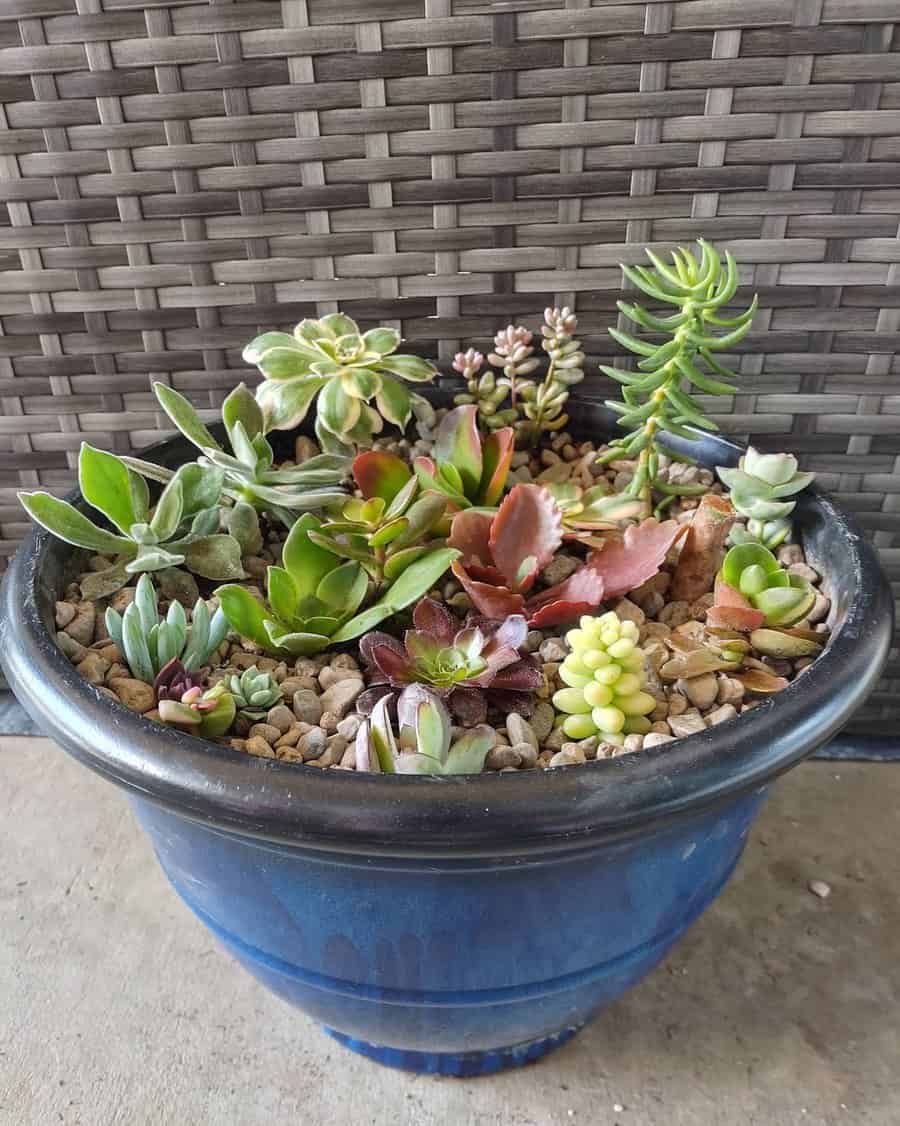 Large Planter Ideas Succulentchronicles