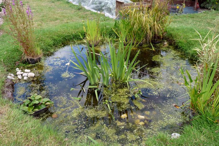 Natural Backyard Pond Ideas