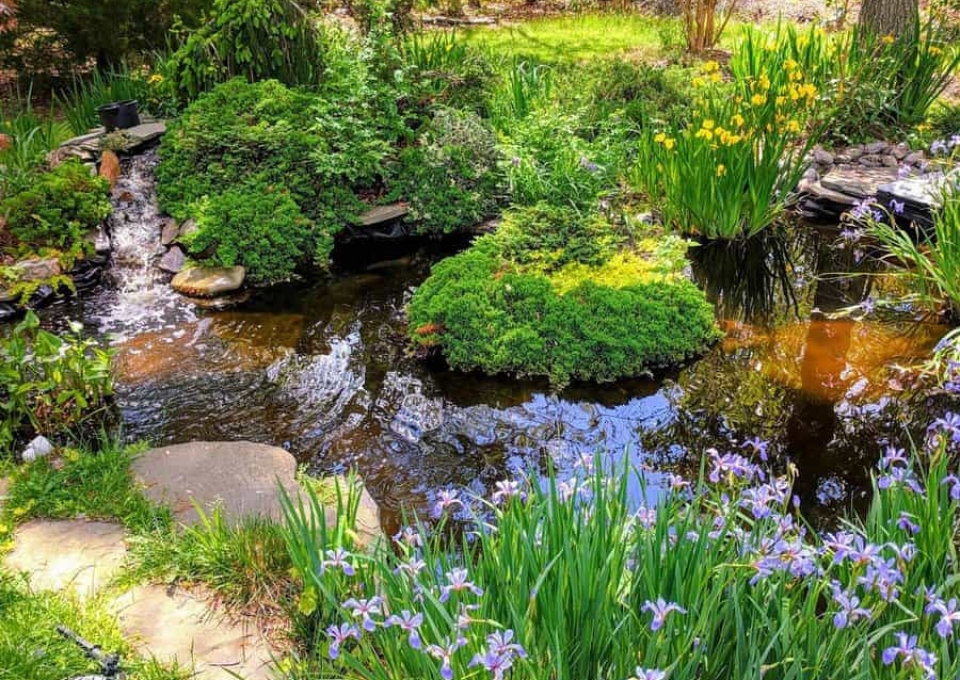 Natural Backyard Pond Ideas Burningbushfarmandforest