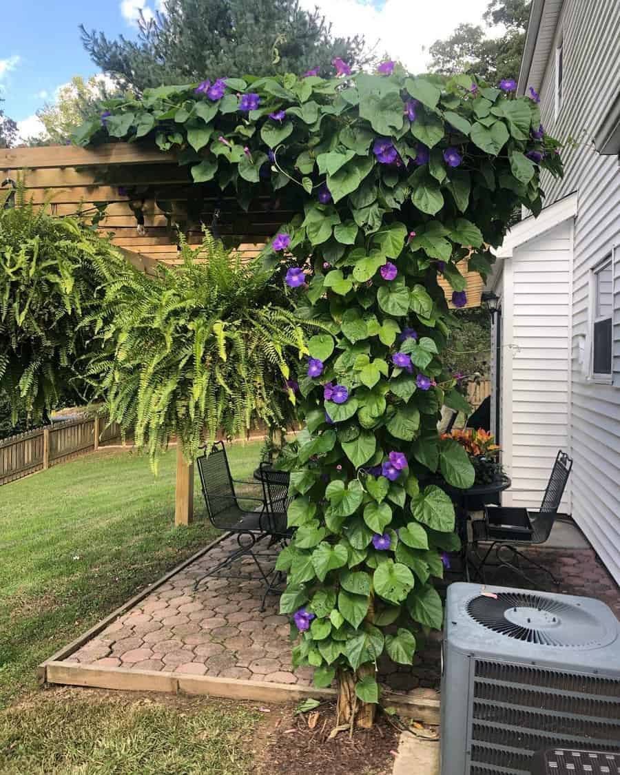 Plants Inexpensive Patio Shade Ideas Plnt Ddy