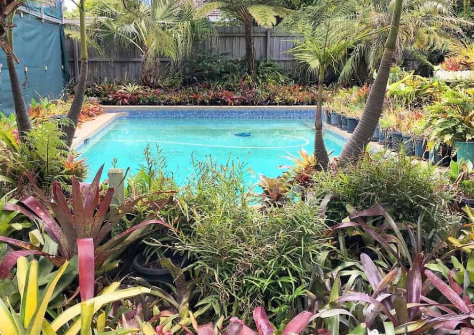 Tropical Backyard Pool Ideas Houseplantsquad