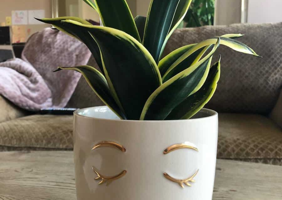 Unique Planter Ideas Sancqueen