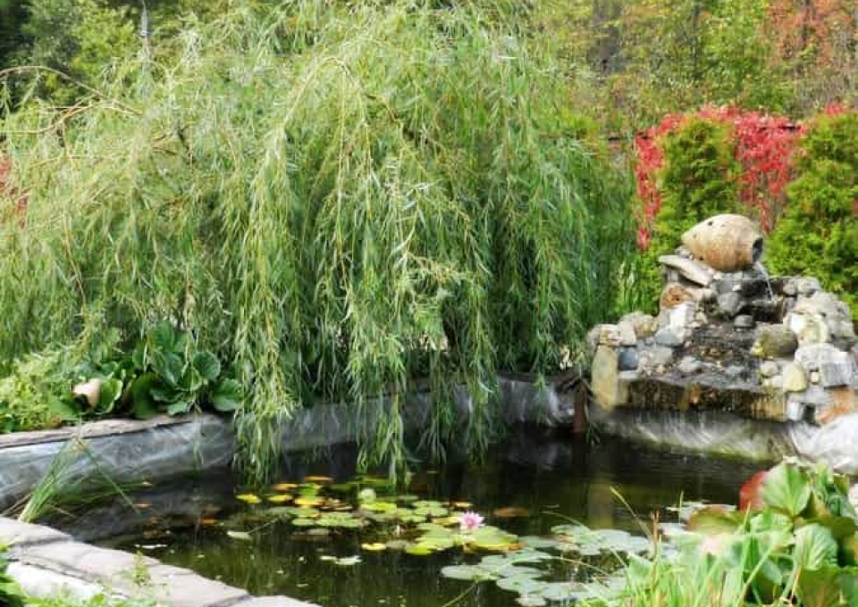 Waterfall Backyard Pond Ideas