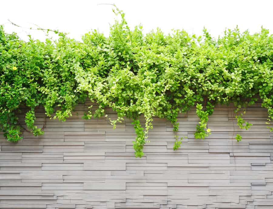 Brick Wall Garden Wall Ideas