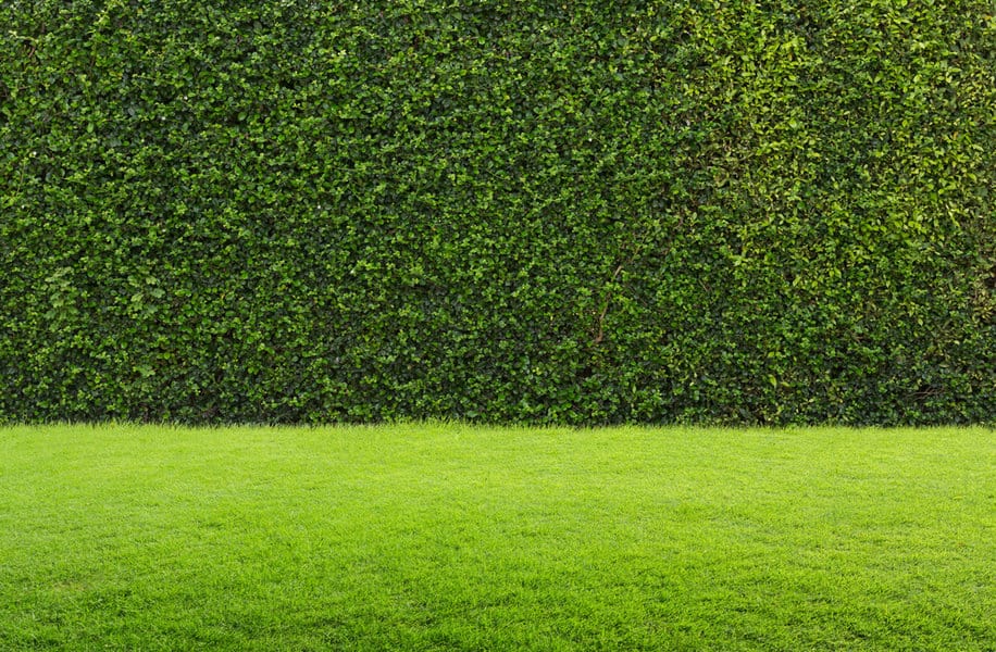 Grass Garden Wall Ideas