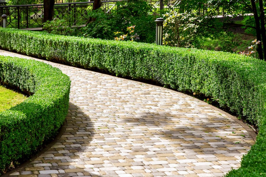 Hedge Sidewalk Ideas