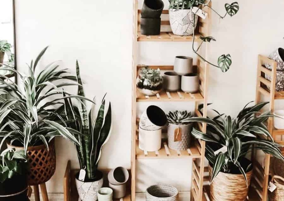 Plant Shelf Shelving Ideas Merakicreationz