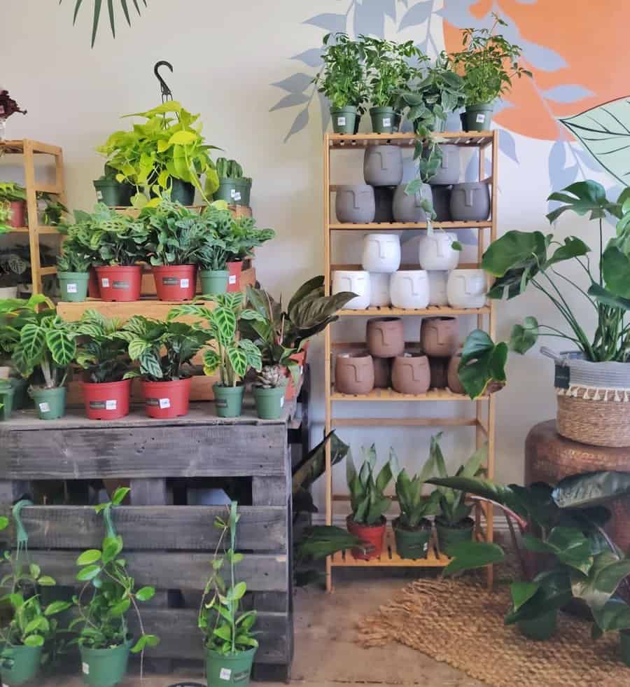 Plant Shelf Shelving Ideas Laganinico