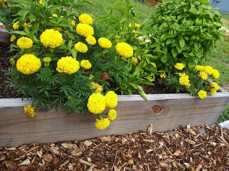 Wood Flower Bed Ideas Succulentloveisreal