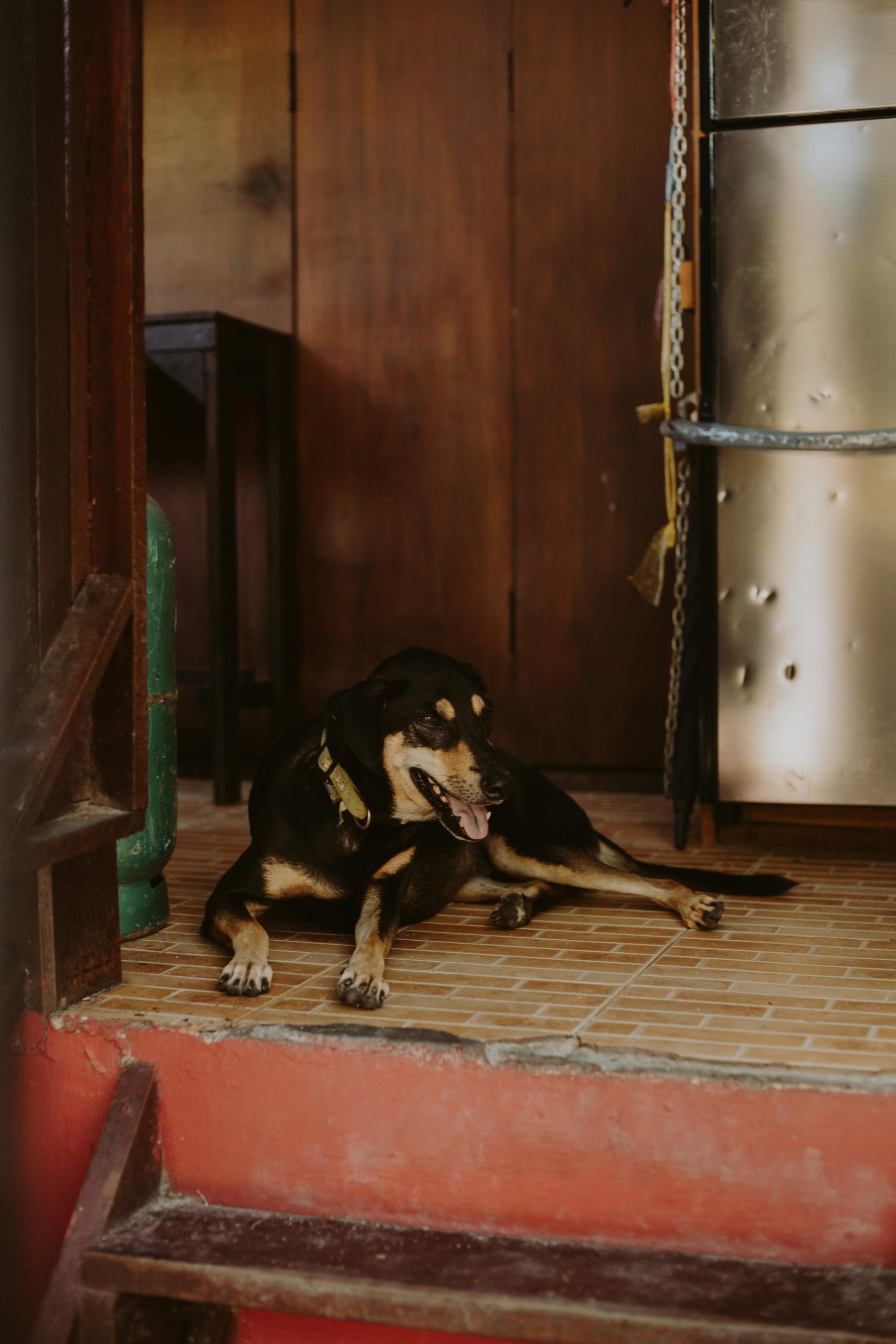 Advantages of a Pet-Friendly Living Room