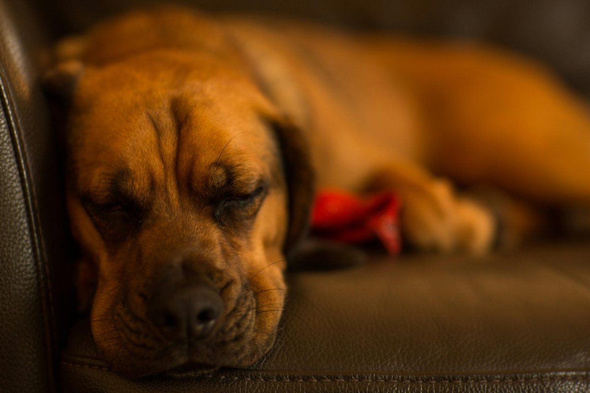 Benefits of Choosing a Brown Leather Sofa