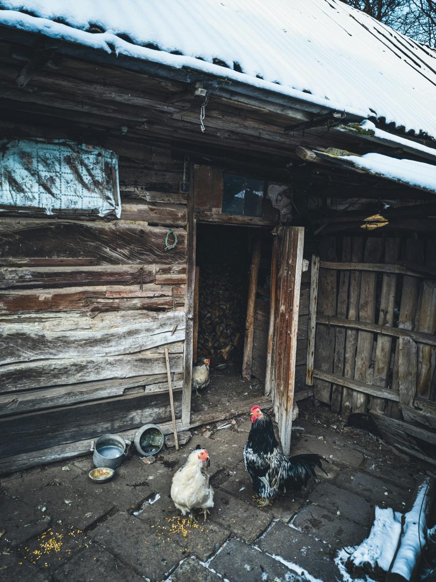 Benefits of DIY Chicken Coops