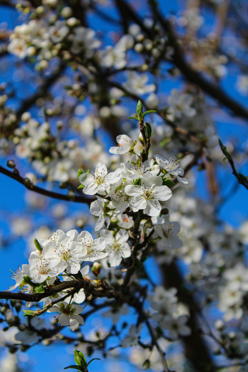 How to Begin Your Backyard Makeover