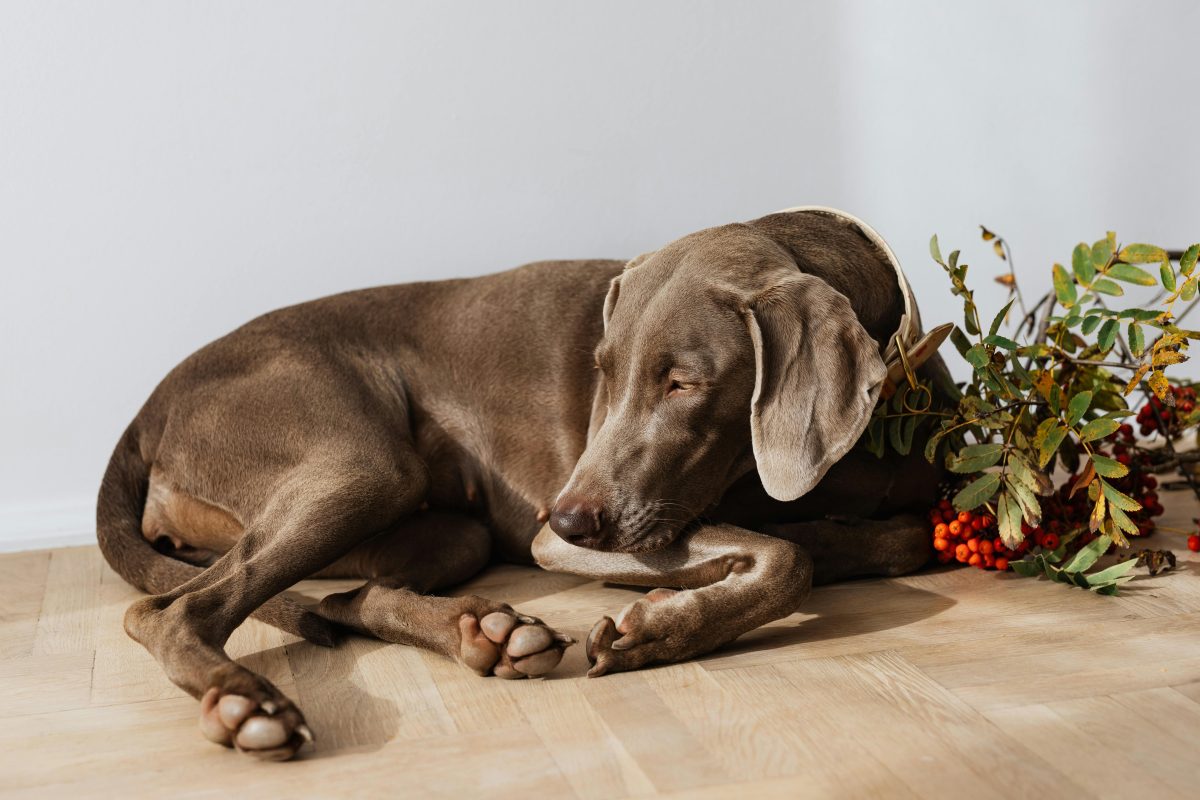 Introduction to Grey Floors in Home Decor