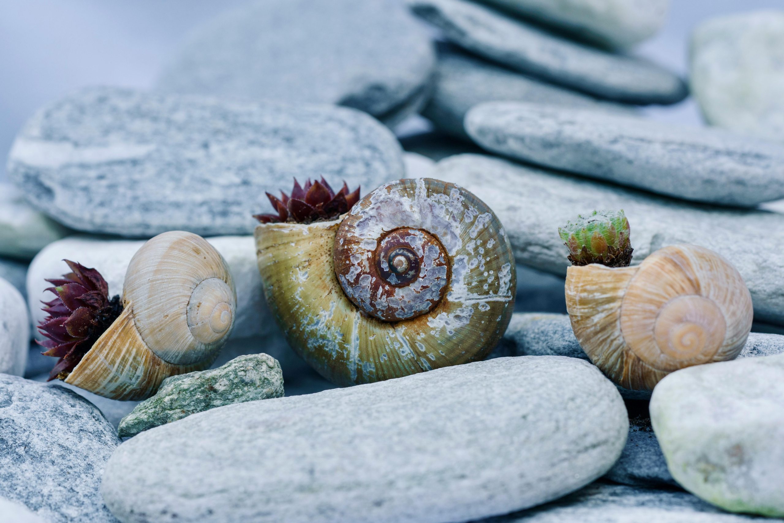 Main Elements of Zen Garden Design