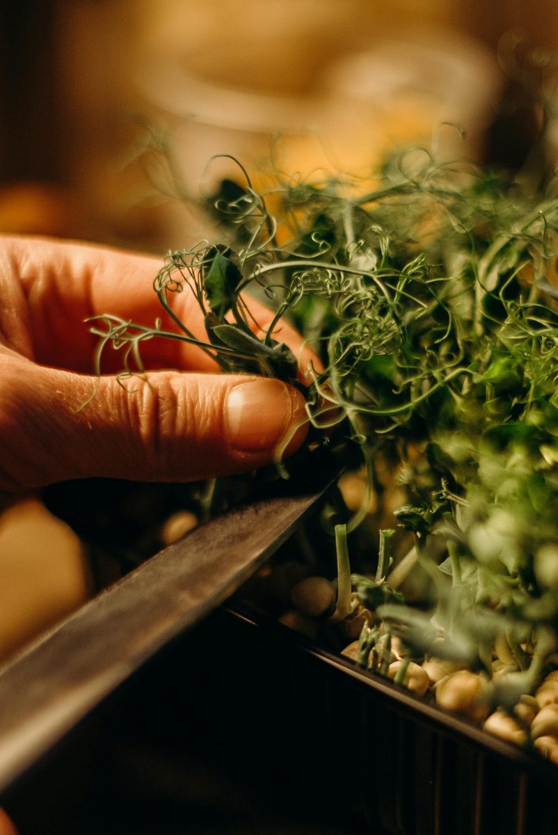 Maintaining Your Indoor Herb Garden