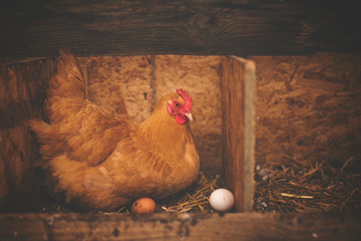 Planning Your Chicken Coop