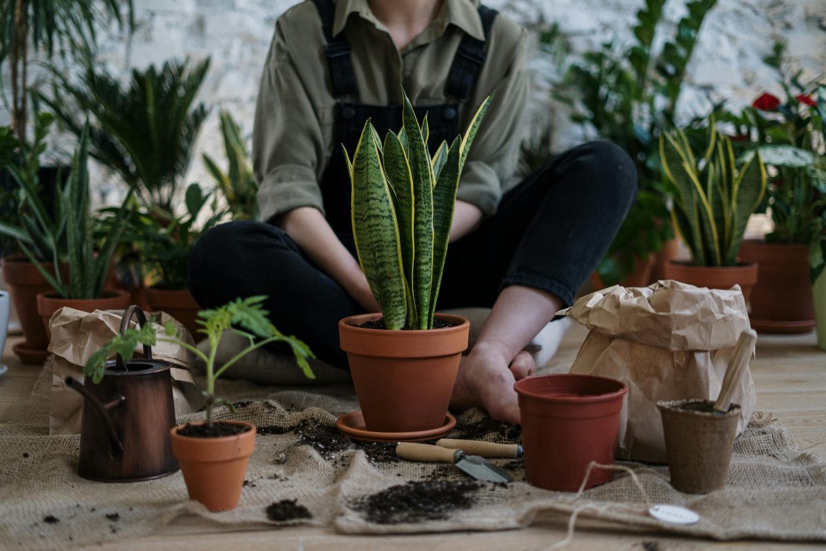 Selecting the Best Herbs for Your Indoor Garden