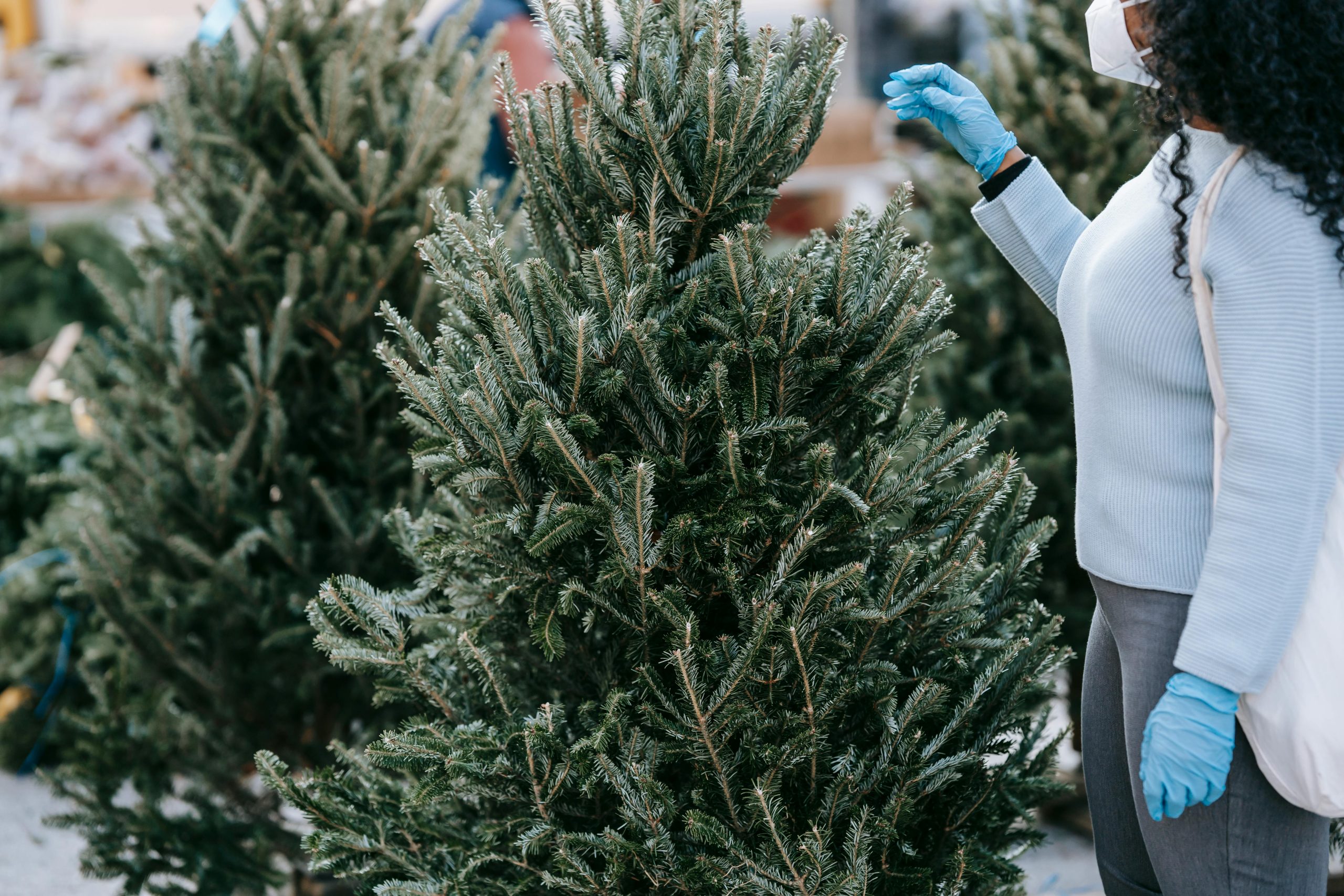 Choosing the Perfect Christmas Tree