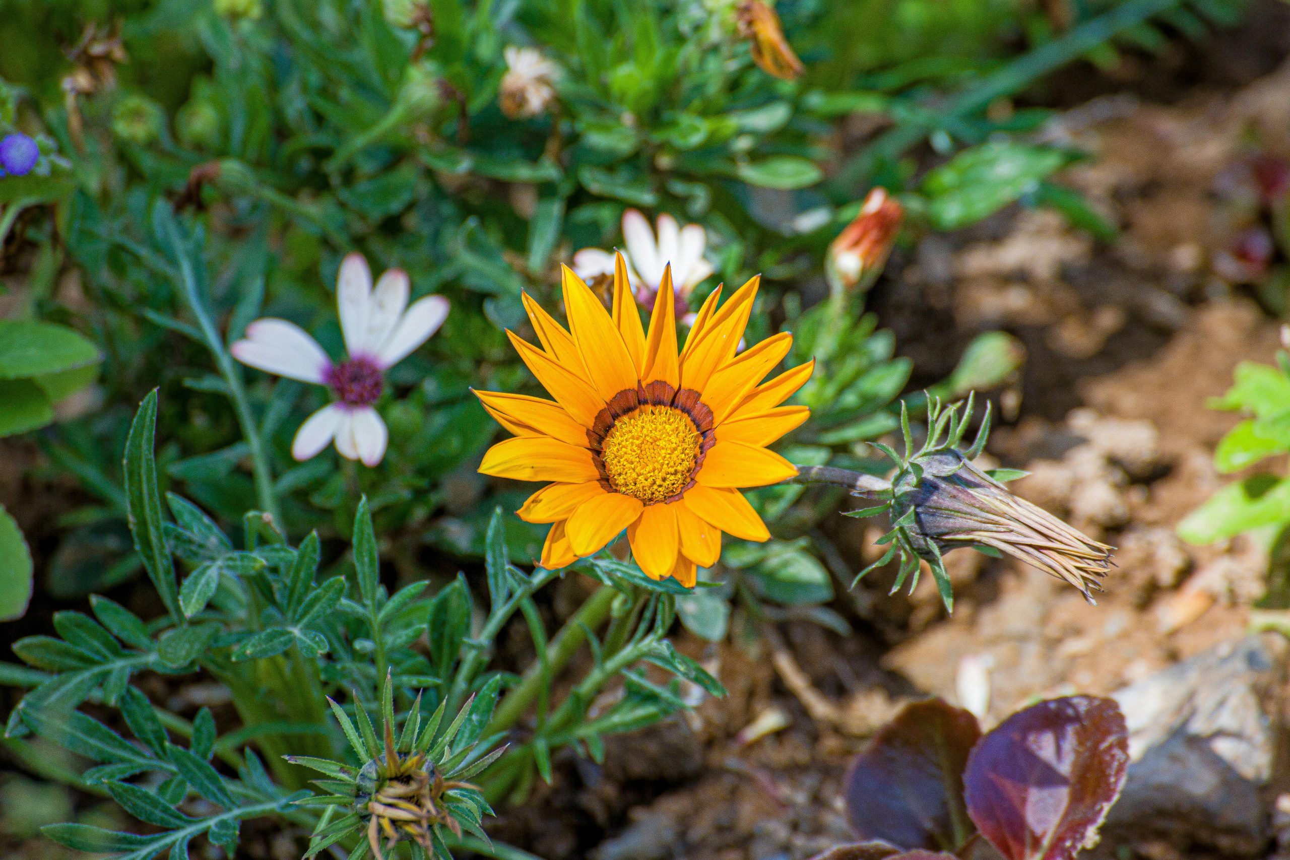 Types of Flower Beds: Annual vs. Perennial, Sun vs. Shade, and Themed Designs